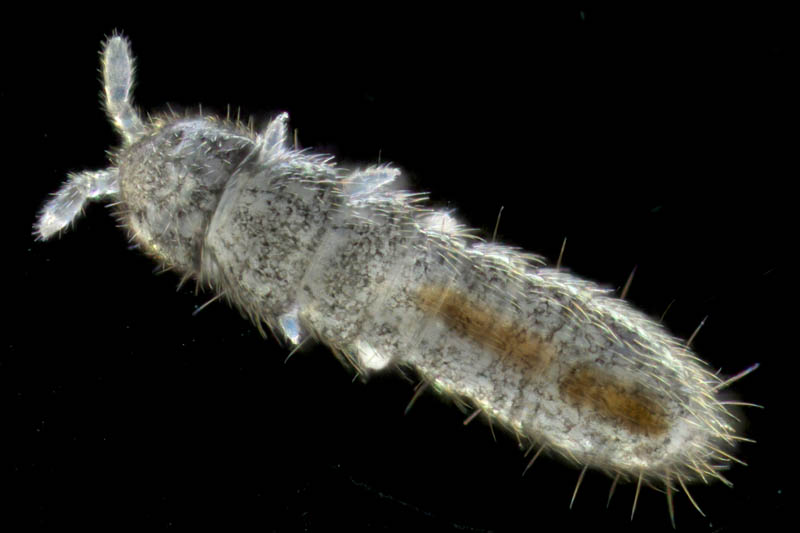 ツチトビムシ科の1種　（Isotomidae gen. sp.）