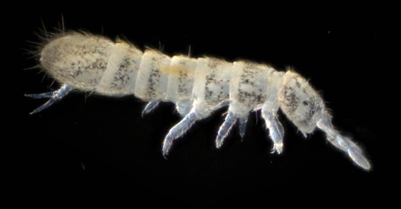 ツチトビムシ科の1種　（Isotomidae gen. sp.）