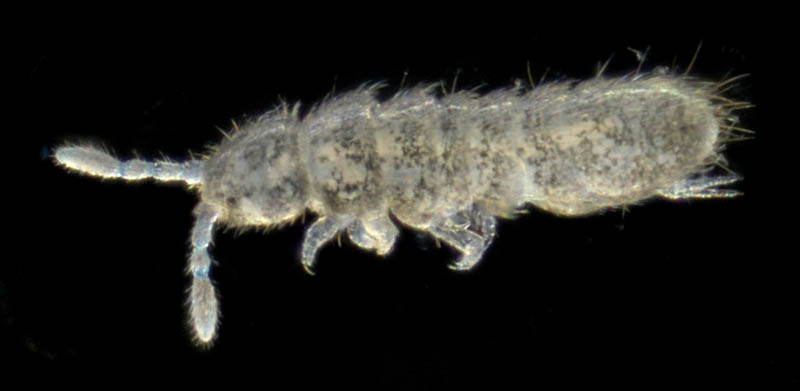 ツチトビムシ科の1種　（Isotomidae gen. sp.）