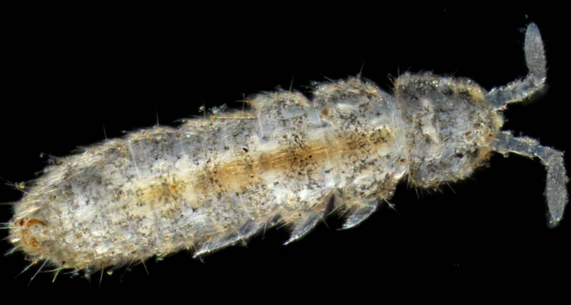 ツチトビムシ科の1種　（Isotomidae gen. sp.）