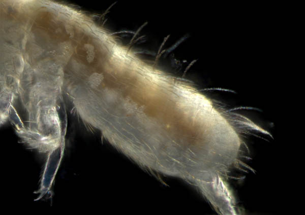 ツチトビムシ科の1種　（Isotomidae gen. sp.）