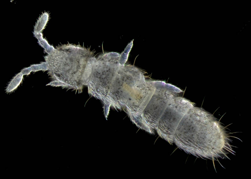 ツチトビムシ科の1種　（Isotomidae gen. sp.）