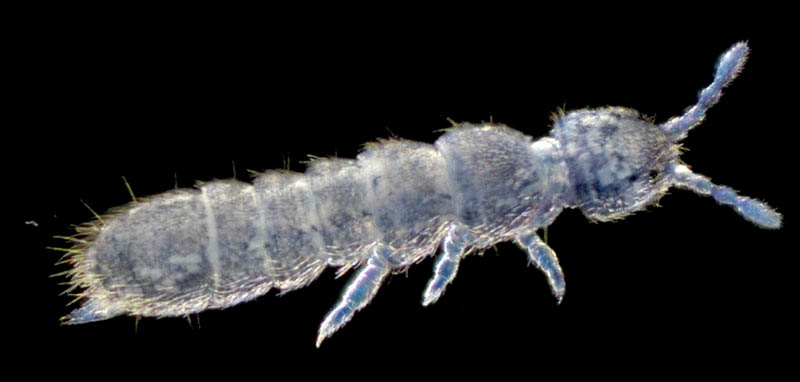 ツチトビムシ科の1種　（Isotomidae gen. sp.）