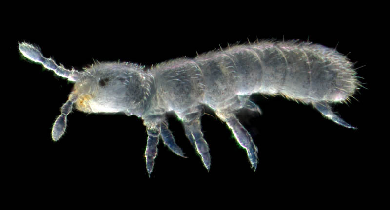 ツチトビムシ科の1種　（Isotomidae gen. sp.）