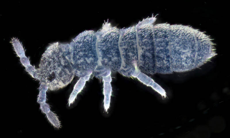 ツチトビムシ科の1種　（Isotomidae gen. sp.）