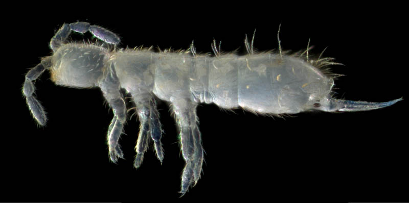 ツチトビムシ科の1種　（Isotomidae gen. sp.）