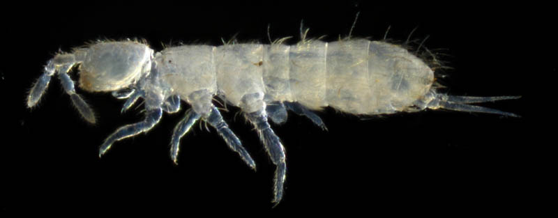 ツチトビムシ科の1種　（Isotomidae gen. sp.）