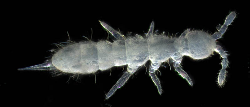 ツチトビムシ科の1種　（Isotomidae gen. sp.）