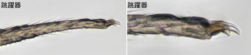 ツチトビムシ科の1種　（Isotomidae gen. sp.）