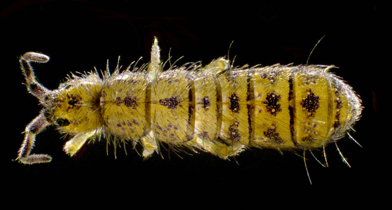 ツチトビムシ科の1種　（Isotomidae gen. sp.）