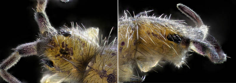 ツチトビムシ科の1種　（Isotomidae gen. sp.）