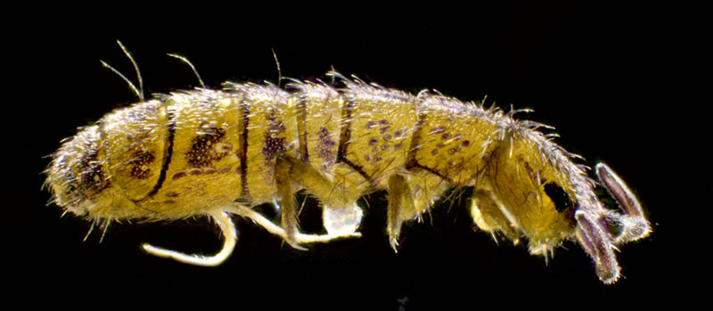 ツチトビムシ科の1種　（Isotomidae gen. sp.）