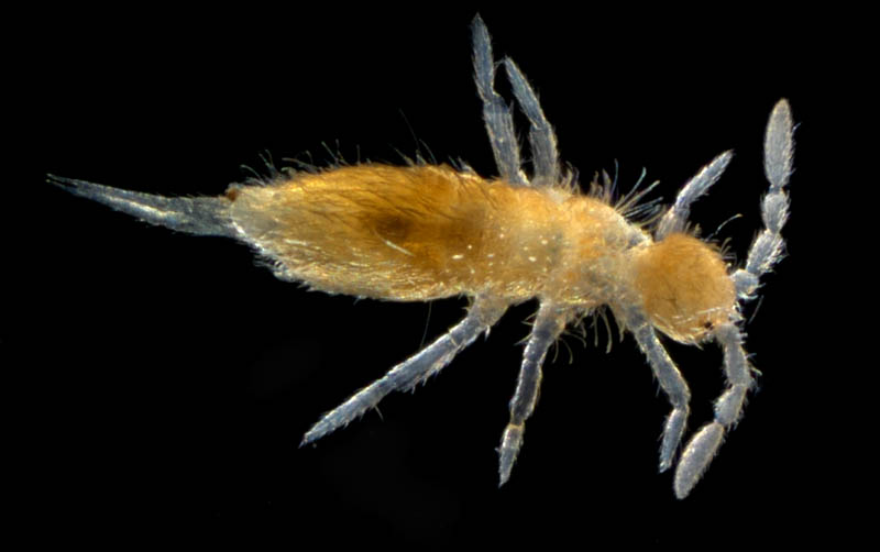 アヤトビムシ科の1種 （Entomobryidae gen, sp.）