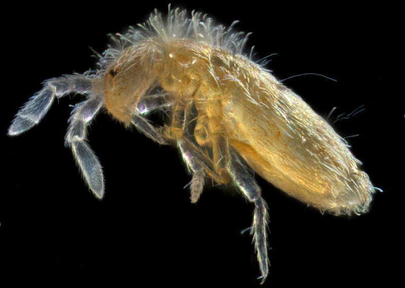 アヤトビムシ科の1種 （Entomobryidae gen, sp.）