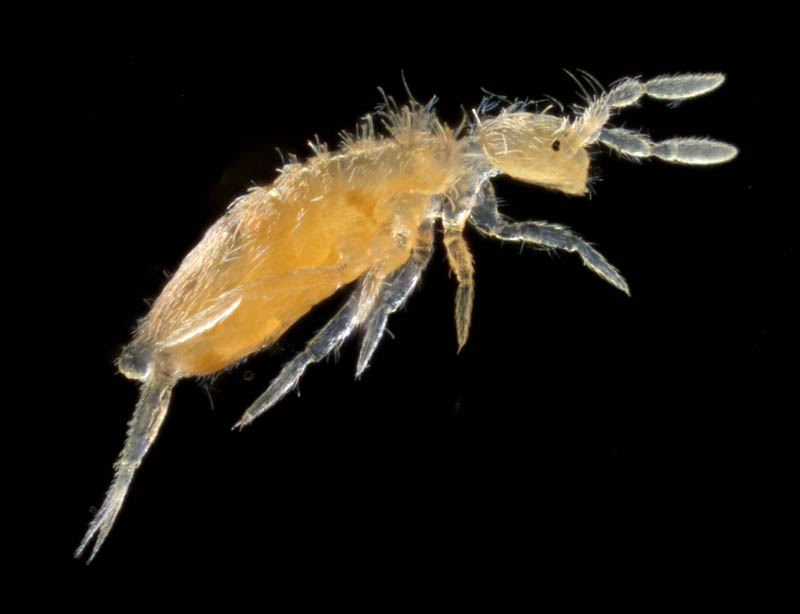 アヤトビムシ科の1種 （Entomobryidae gen, sp.）