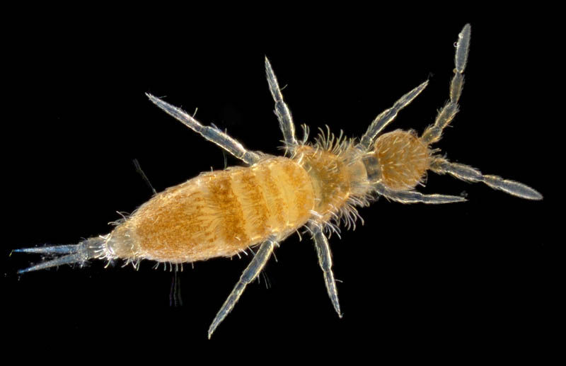 アヤトビムシ科の1種 （Entomobryidae gen, sp.）