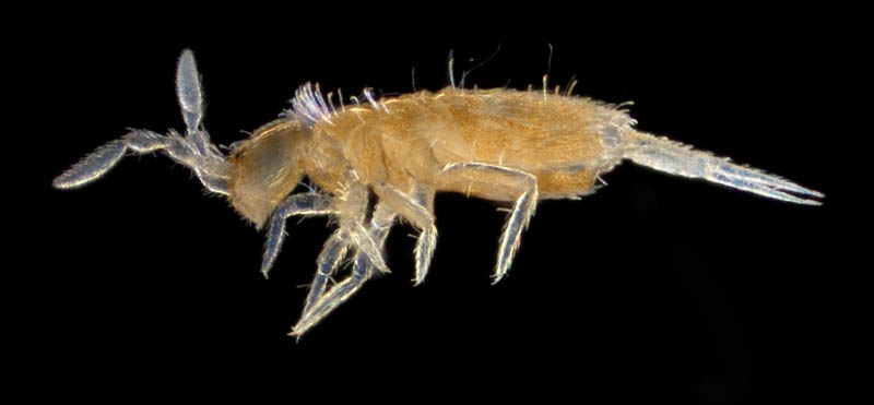 アヤトビムシ科の1種 （Entomobryidae gen, sp.）
