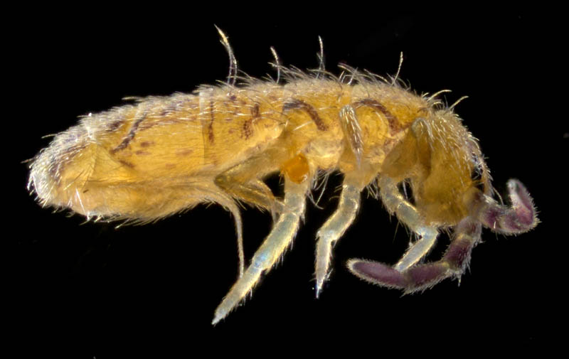 アヤトビムシ科の1種 （Entomobryidae gen, sp.）