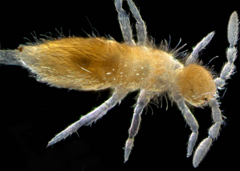 アヤトビムシ科の1種 （Entomobryidae gen, sp.）