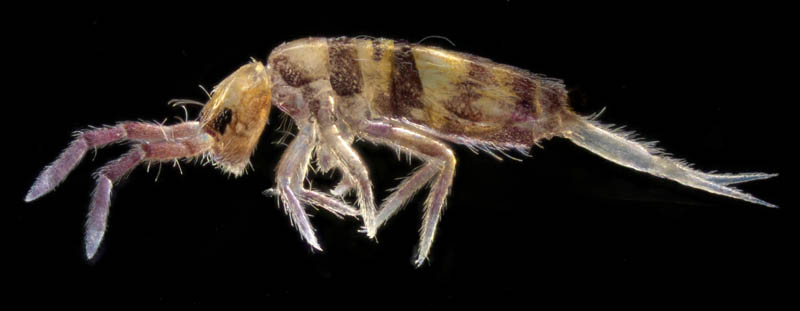 アヤトビムシ科の1種 （Entomobryidae gen, sp.）