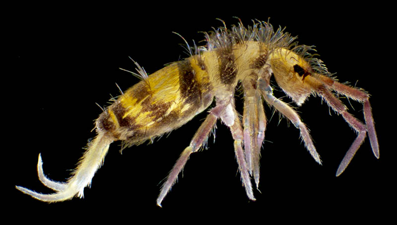 アヤトビムシ科の1種 （Entomobryidae gen, sp.）