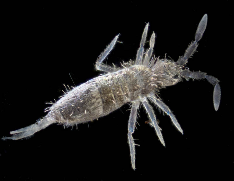 アヤトビムシ科の1種 （Entomobryidae gen. sp.）