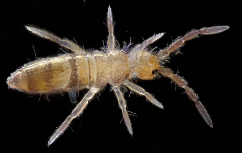 アヤトビムシ科の1種 （Entomobryidae gen. sp.）