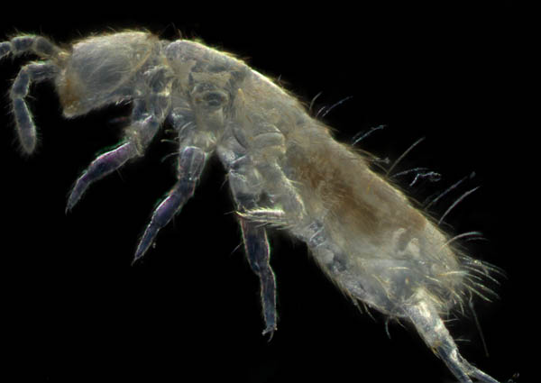 アヤトビムシ科の1種 （Entomobryidae gen. sp.）