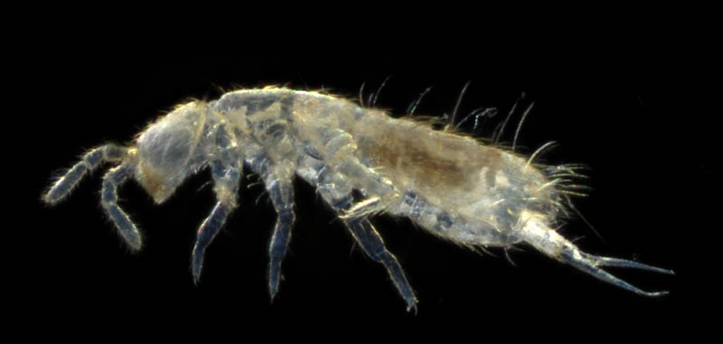 アヤトビムシ科の1種 （Entomobryidae gen. sp.）