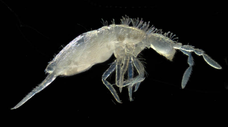 アヤトビムシ科の1種 （Entomobryidae gen. sp.）