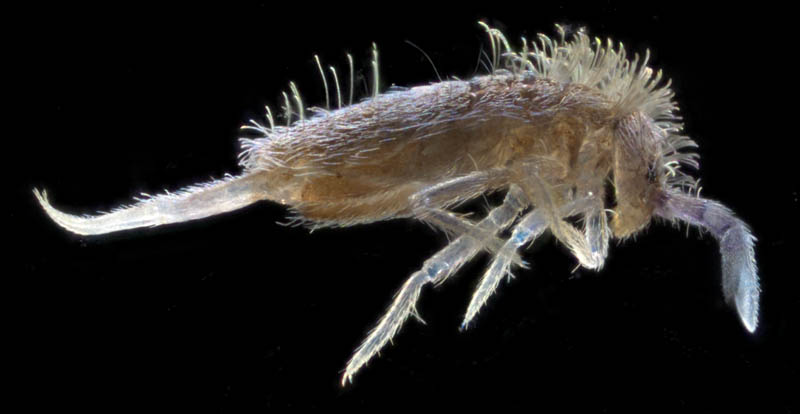 アヤトビムシ科の1種 （Entomobryidae gen. sp.）