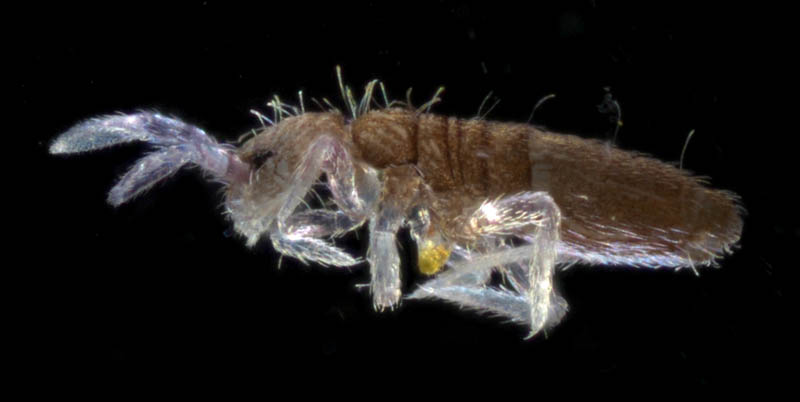 アヤトビムシ科の1種 （Entomobryidae gen. sp.）