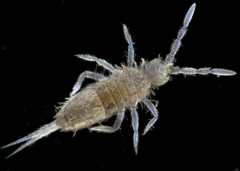 アヤトビムシ科の1種 （Entomobryidae gen. sp.）