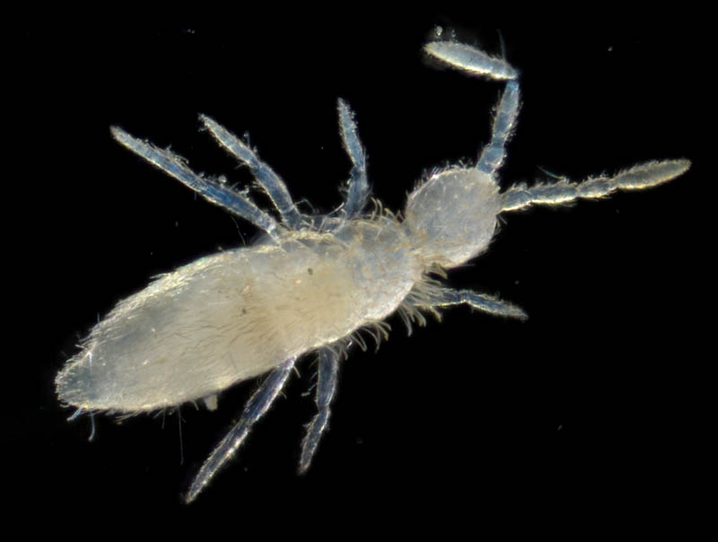 アヤトビムシ科の1種 （Entomobryidae gen. sp.）