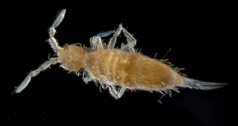 アヤトビムシ科の1種 （Entomobryidae gen. sp.）