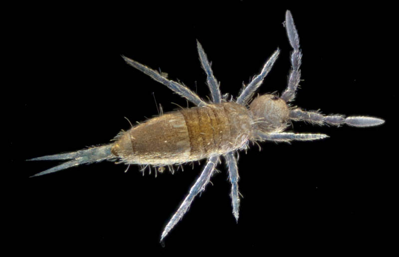 アヤトビムシ科の1種 （Entomobryidae gen. sp.）
