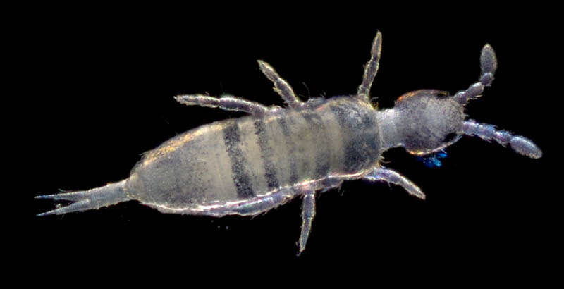 アヤトビムシ科の1種 （Entomobryidae gen. sp.）