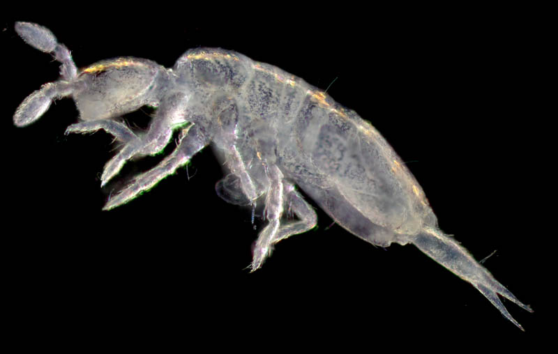 アヤトビムシ科の1種 （Entomobryidae gen. sp.）