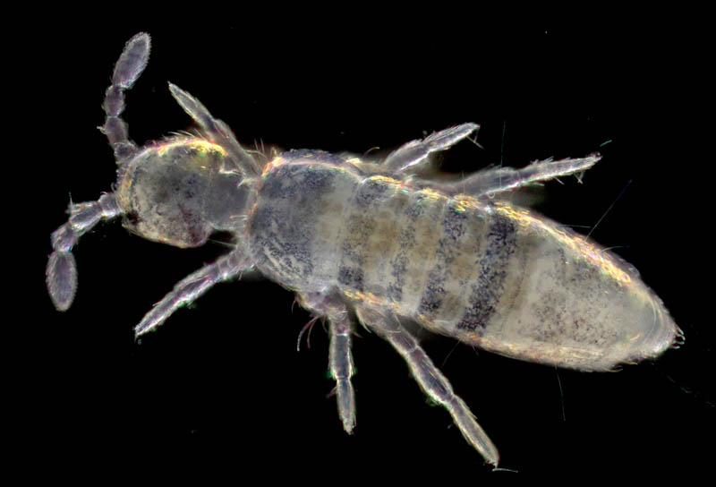 アヤトビムシ科の1種 （Entomobryidae gen. sp.）
