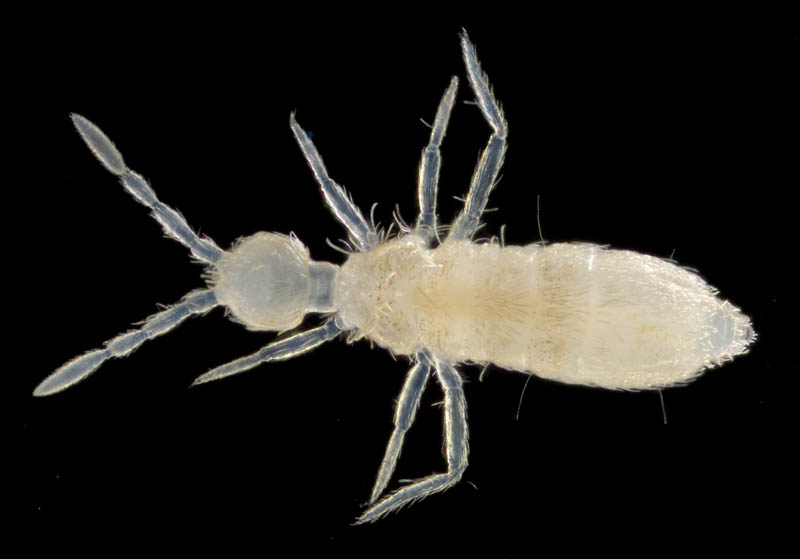 アヤトビムシ科の1種 （Entomobryidae gen. sp.）