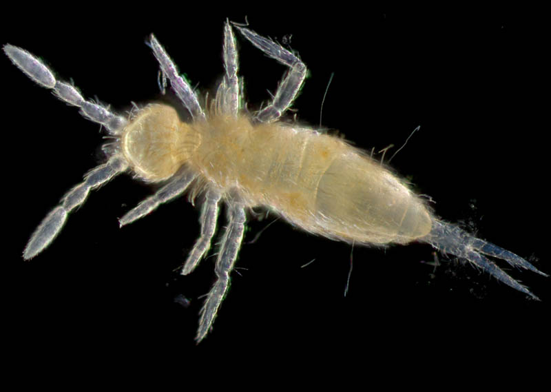 アヤトビムシ科の1種 （Entomobryidae gen. sp.）