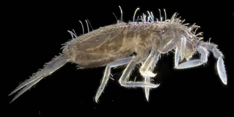 アヤトビムシ科の1種 （Entomobryidae gen. sp.）