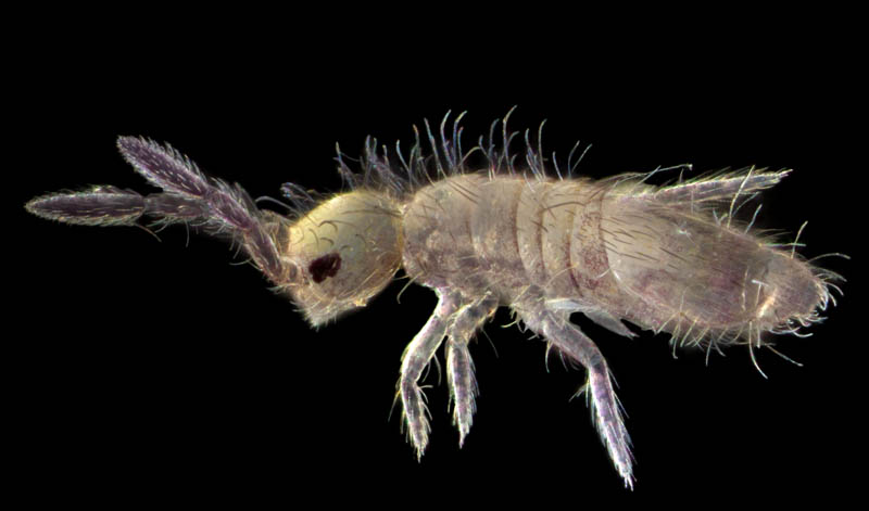 アヤトビムシ科の1種 （Entomobryidae gen. sp.）