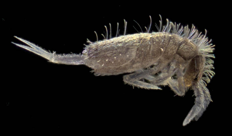 アヤトビムシ科の1種 （Entomobryidae gen. sp.）