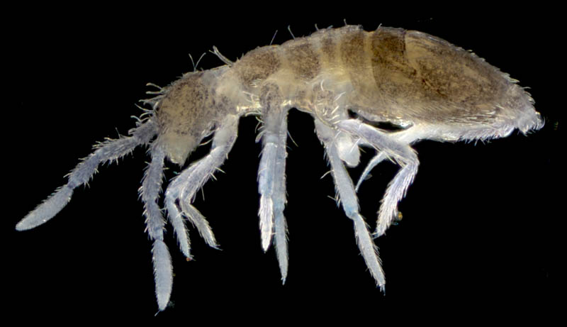 アヤトビムシ科の1種 （Entomobryidae gen. sp.）