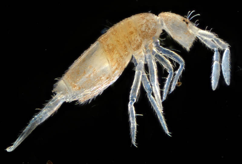 アヤトビムシ科の1種 （Entomobryidae gen. sp.）