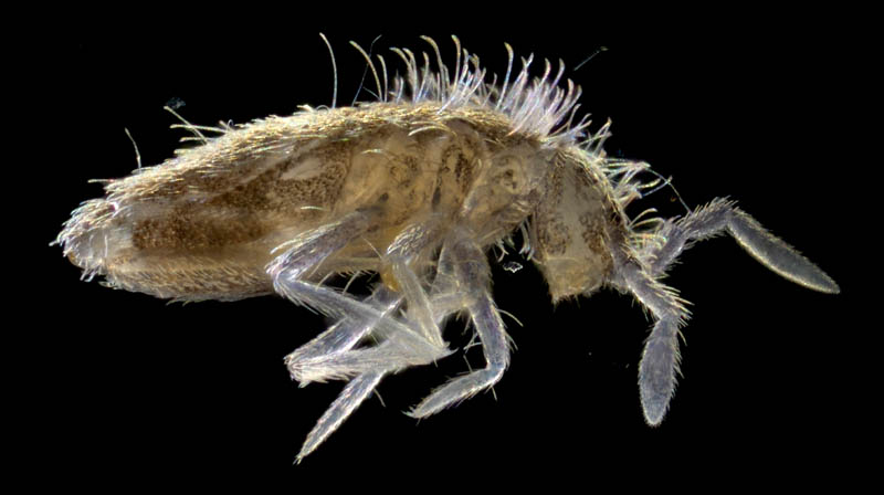 アヤトビムシ科の1種 （Entomobryidae gen. sp.）