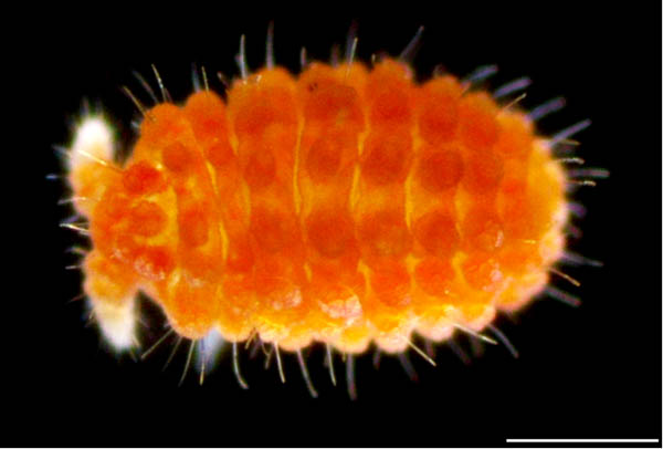 イボトビムシ科の1種 （Neanuridae gen. sp.) 