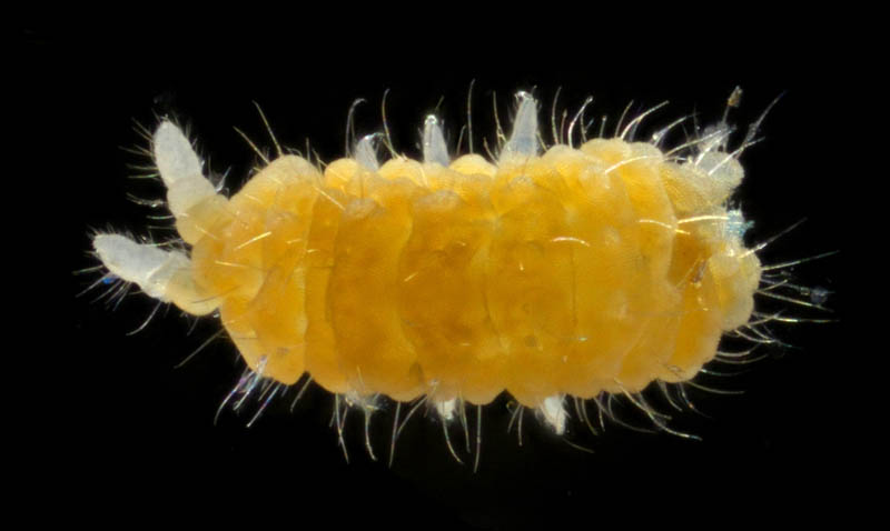 イボトビムシ科の1種 （Neanuridae gen. sp.) 