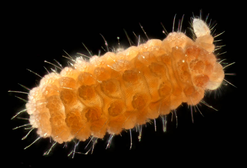 イボトビムシ科の1種 （Neanuridae gen. sp.) 